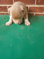Benson, a male American Bully for sale in Charlotte, NC – 4 of 6