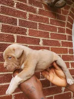 Benson, a male American Bully for sale in Charlotte, NC – 3 of 6