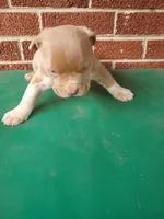 Benson, a male American Bully for sale in Charlotte, NC – 2 of 6