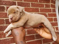 Benson, a male American Bully for sale in Charlotte, NC – 1 of 6