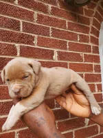 Benson, a male American Bully for sale in Charlotte, NC – 6 of 6