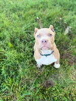 Benson, a male American Bully for sale in Charlotte, NC – 4 of 8