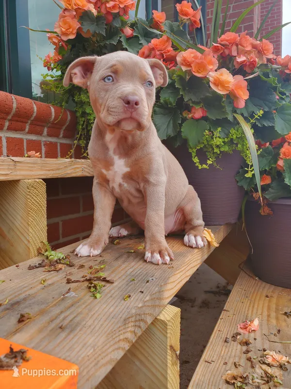 Amelia  – American Bully puppy for sale in Charlotte, NC