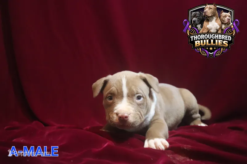 Big poppi – American Bully puppy for sale in Charlotte, NC
