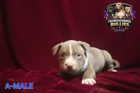 Big poppi, a male American Bully for sale in Charlotte, NC – 1 of 6