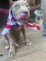 JU JU, a female American Bully for sale in Charlotte, NC – 2 of 9