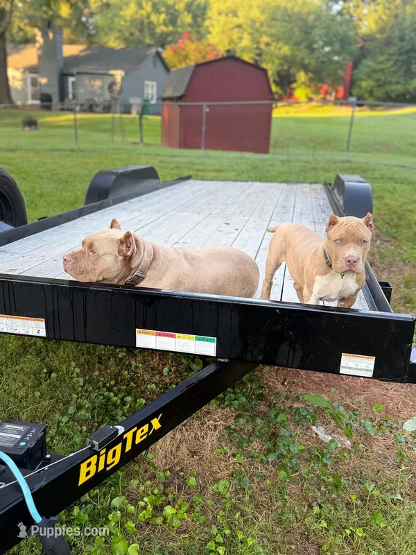 Benson – American Bully puppy for sale in Charlotte, NC