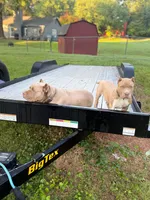 Benson, a male American Bully for sale in Charlotte, NC – 1 of 8