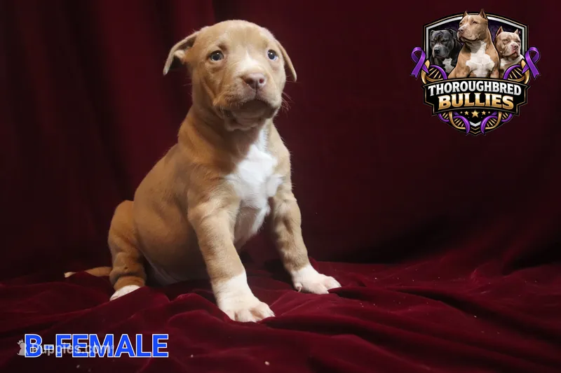 Abigail  – American Bully puppy for sale in Charlotte, NC