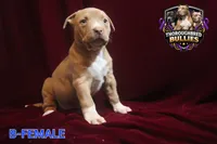 Abigail , a female American Bully for sale in Charlotte, NC – 1 of 1