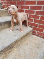 Amelia , a female American Bully for sale in Charlotte, NC – 3 of 4