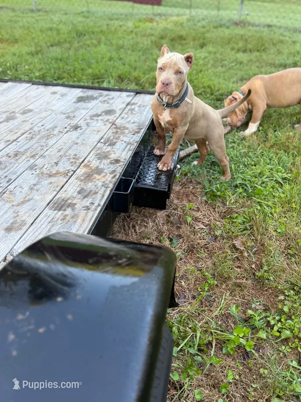 Amelia  – American Bully puppy for sale in Charlotte, NC