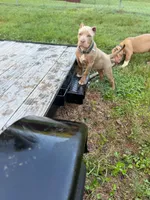 Amelia , a female American Bully for sale in Charlotte, NC – 1 of 10