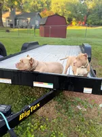Benson, a male American Bully for sale in Charlotte, NC – 2 of 8