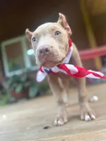 JU JU, a female American Bully for sale in Charlotte, NC – 3 of 9