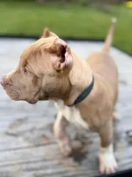 Benson, a male American Bully for sale in Charlotte, NC – 3 of 8