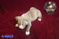 Big poppi, a male American Bully for sale in Charlotte, NC – 2 of 6