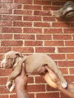 Big poppi, a male American Bully for sale in Charlotte, NC – 6 of 6