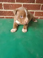 Big poppi, a male American Bully for sale in Charlotte, NC – 3 of 6