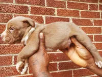 Big poppi, a male American Bully for sale in Charlotte, NC – 5 of 6