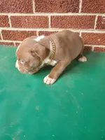Big poppi, a male American Bully for sale in Charlotte, NC – 2 of 6