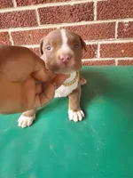 Big poppi, a male American Bully for sale in Charlotte, NC – 4 of 6