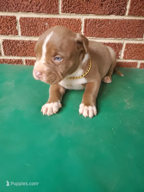 Big poppi – American Bully puppy for sale in Charlotte, NC