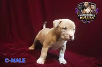 Benson, a male American Bully for sale in Charlotte, NC – 1 of 5