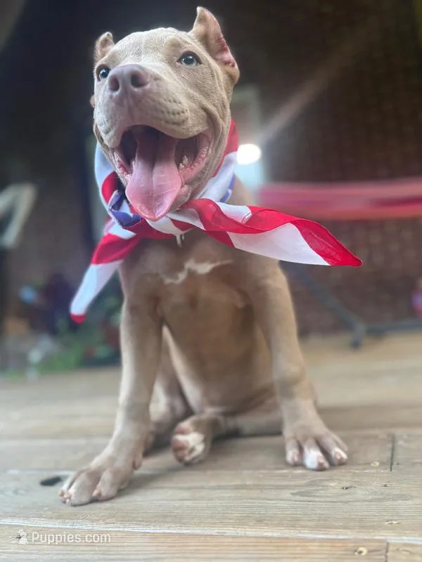 JU JU – American Bully puppy for sale in Charlotte, NC