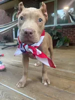 JU JU, a female American Bully for sale in Charlotte, NC – 6 of 9