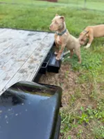 Amelia , a female American Bully for sale in Charlotte, NC – 2 of 10