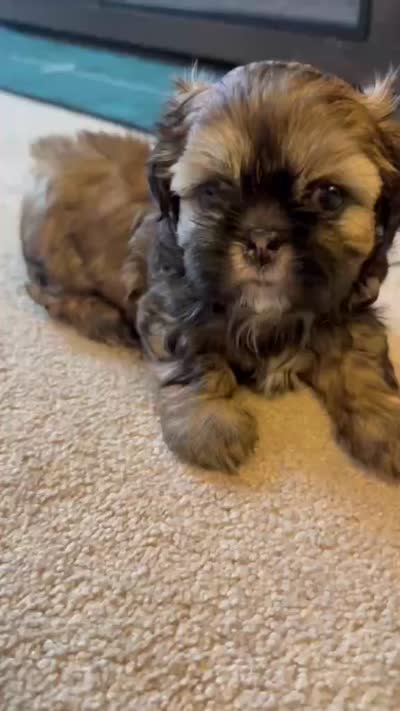 Mochie, a female Shih Tzu for sale in Melbourne, FL – 8 of 8