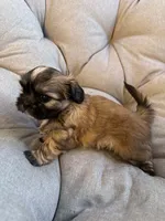 Mocha, a female Shih Tzu for sale in Melbourne, FL – 2 of 10