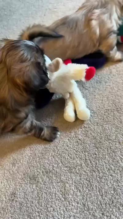Mocha, a female Shih Tzu for sale in Melbourne, FL – 7 of 10