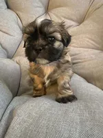 Mocha, a female Shih Tzu for sale in Melbourne, FL – 6 of 10