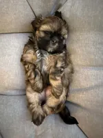 Mochie, a female Shih Tzu for sale in Melbourne, FL – 2 of 8