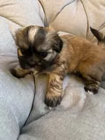 Mocha, a female Shih Tzu for sale in Melbourne, FL – 4 of 10