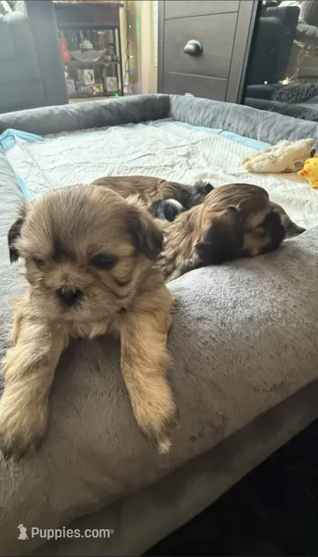 Coco – Shih Tzu puppy for sale in Melbourne, FL