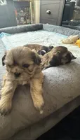 Coco, a male Shih Tzu for sale in Melbourne, FL – 1 of 4