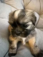 Mocha, a female Shih Tzu for sale in Melbourne, FL – 8 of 10
