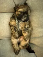 Mochie, a female Shih Tzu for sale in Melbourne, FL – 4 of 8