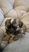 Mocha, a female Shih Tzu for sale in Melbourne, FL – 9 of 10