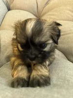 Mocha, a female Shih Tzu for sale in Melbourne, FL – 5 of 10