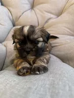 Mocha, a female Shih Tzu for sale in Melbourne, FL – 10 of 10