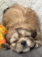 Coco, a male Shih Tzu for sale in Melbourne, FL – 4 of 4