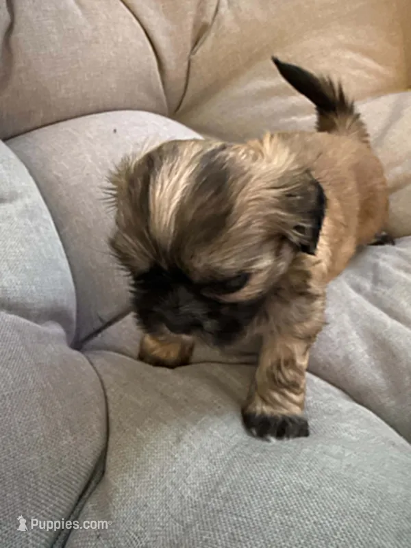 Mocha – Shih Tzu puppy for sale in Melbourne, FL