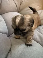 Mocha, a female Shih Tzu for sale in Melbourne, FL – 1 of 10