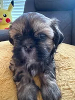 Mochie, a female Shih Tzu for sale in Melbourne, FL – 1 of 8