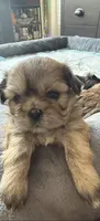 Coco, a male Shih Tzu for sale in Melbourne, FL – 2 of 4