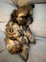 Mochie, a female Shih Tzu for sale in Melbourne, FL – 7 of 8